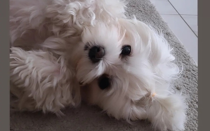 Słodki piesek leżący na plecach, z puszystym futrem.