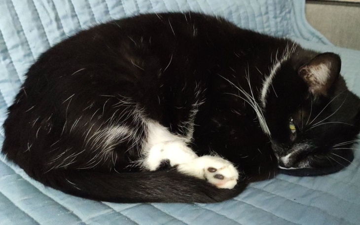 Zbiórka Operacja Kotki Selune - zdjęcie główne