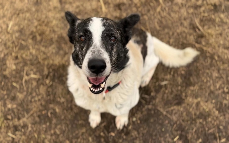 Pies patrzy w górę, z uśmiechem na pysku.