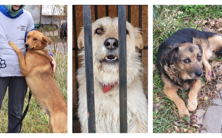 Zbiórka Urodzinowa zrzutka na karmę - zdjęcie główne