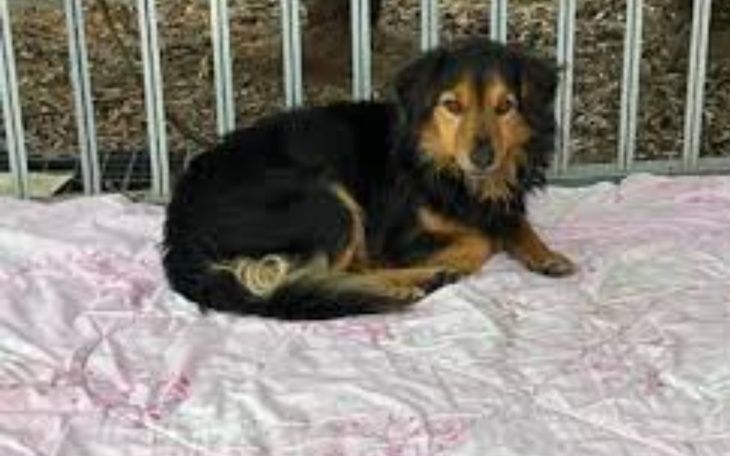 Zbiórka Pomoc dla zwierząt w schronisk - zdjęcie główne