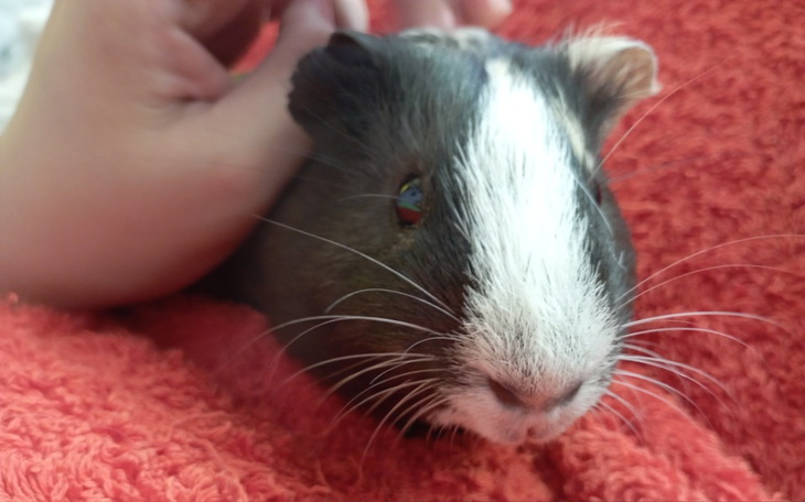 Zbiórka By Henio mógł znaleźć żonę - zdjęcie główne