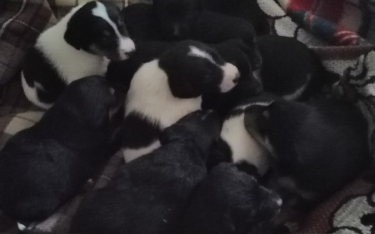 Zbiórka Zbiórka na szczepienie szczeniąt - zdjęcie główne