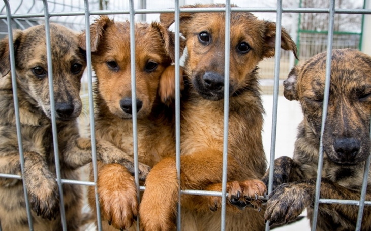 Zbiórka Na psy ze schroniska - zdjęcie główne