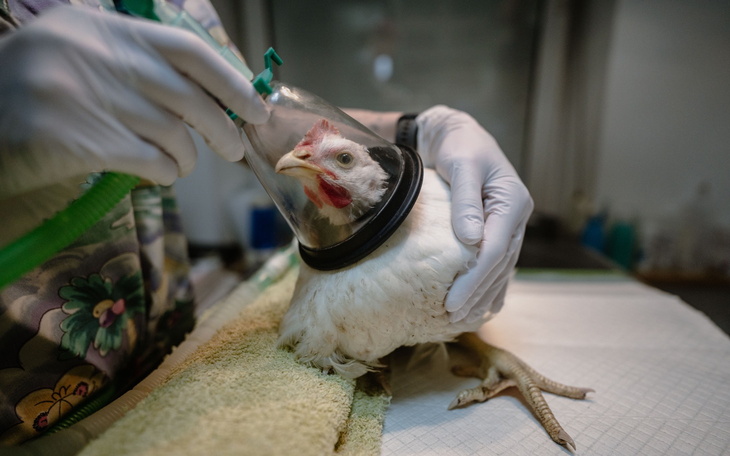 Weterynarz zakłada kołnierz na kurczaka w klinice.