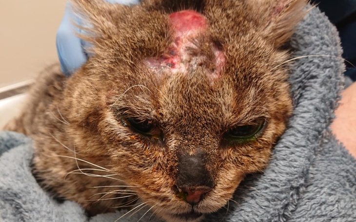 Kot z raną na głowie, owinięty w ręcznik, wygląda na zmartwionego.