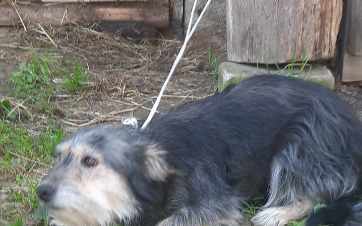 Zbiórka Suczki zamknięte w oborze - zdjęcie główne