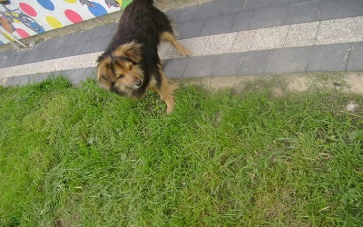 Zbiórka Misio potrzebuje pomocy. - zdjęcie główne