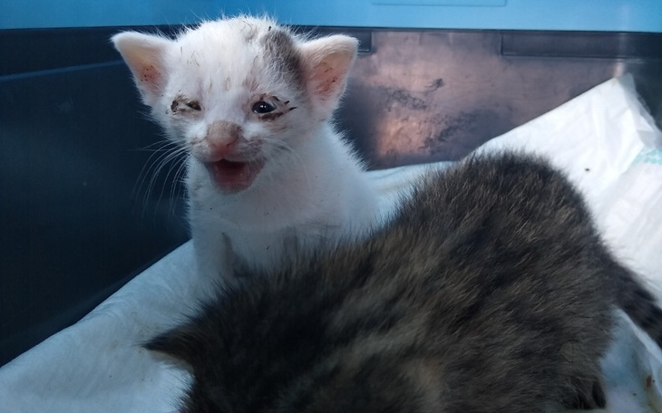 Zbiórka Na leczenie kocich maluszków - zdjęcie główne
