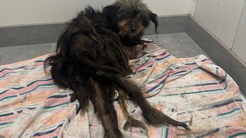 Zbiórka 10 psów, 10 dramatów 💔 - miniaturka zdjęcia