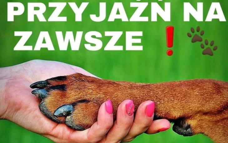Zbiórka Dla bezdommbych zwierzaków - zdjęcie główne