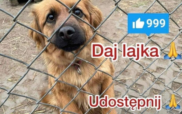 Zbiórka Karma na grudzień - zdjęcie główne