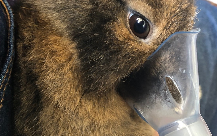 Zwierzę z brązowym futrem trzymane w rękach.