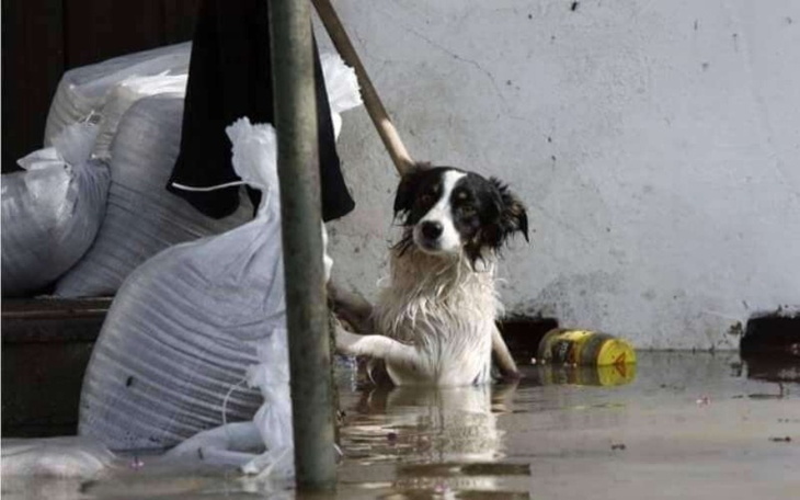Zbiórka Razem dla zwierząt - powodzianie - zdjęcie główne