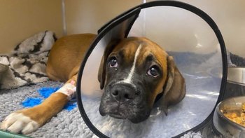 Zbiórka Eutanazja czy Operacja - Daisy - miniaturka zdjęcia