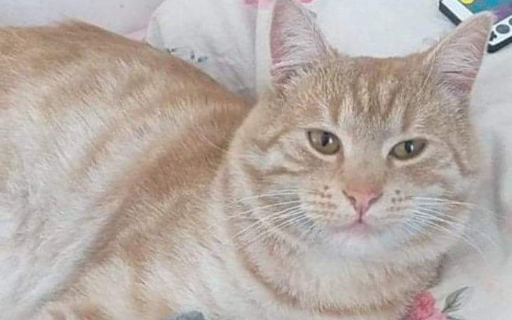 Zbiórka Zbiórka dla kota kajtka - zdjęcie główne