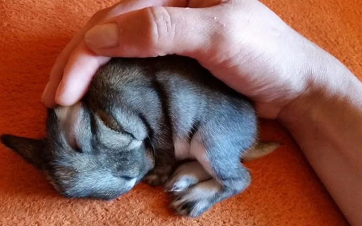 Mały szczeniak śpiący w dłoni opiekuna.