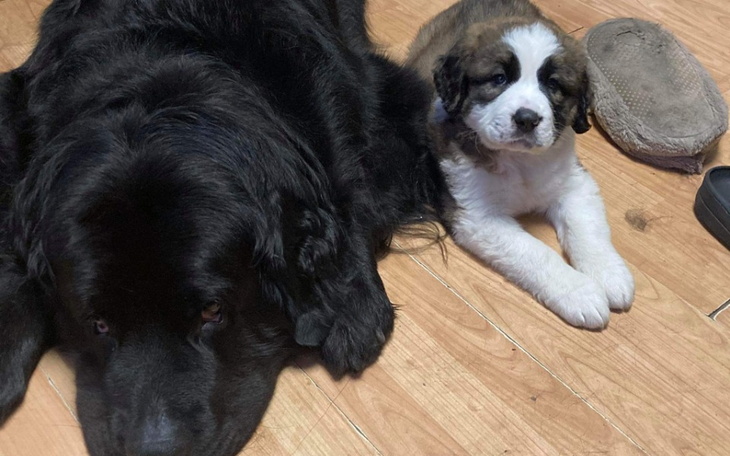 Zbiórka Domek tymczasowy u Niufa - zdjęcie główne