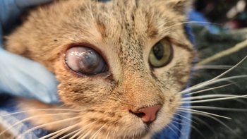 Zbiórka Leczenie Kotki z Górca - miniaturka zdjęcia