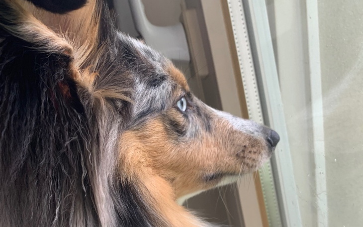 Zbiórka Sorbeciątko - pomóżcie ratować - zdjęcie główne