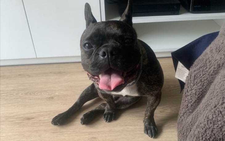 Zbiórka Na ratunek Fifiemu - zdjęcie główne