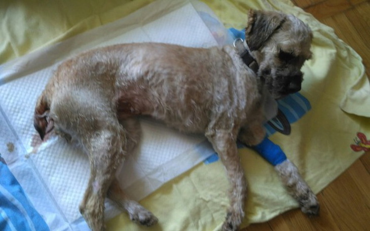 Zbiórka Parwo Zabija po kolei - zdjęcie główne