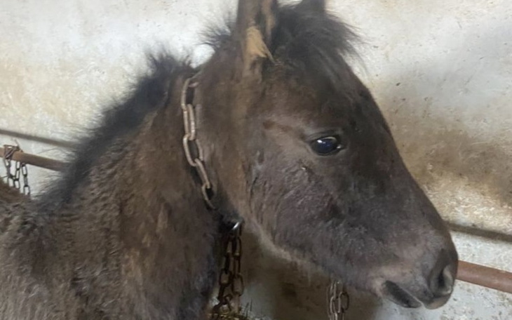 Młody koń w stajni, z widocznym łańcuchem na szyi.
