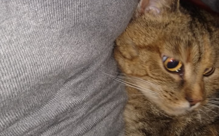 Zbiórka 12 kotów w domu tymczasowym - zdjęcie główne