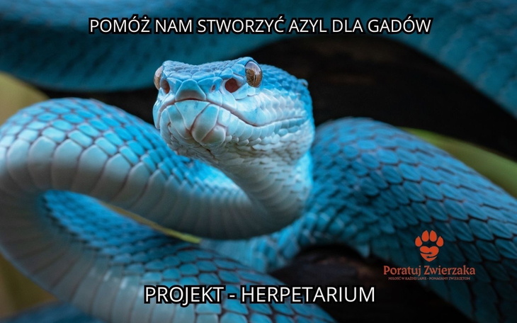Wąż w niebieskich odcieniach, projekt herpetarium.