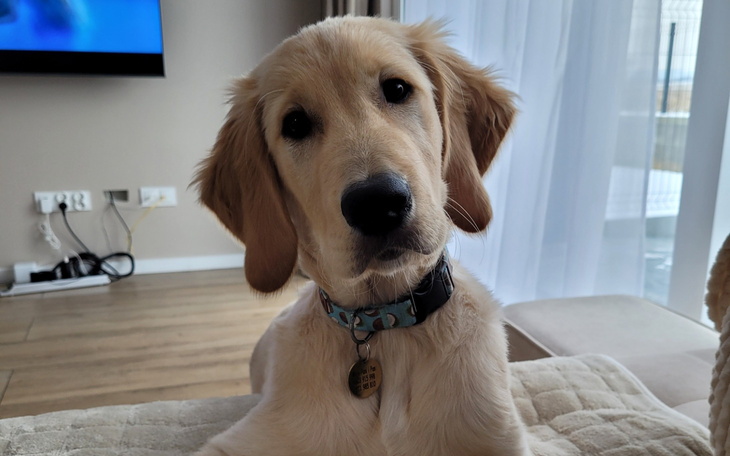 Złoty retriever siedzący na kanapie, z ciekawym spojrzeniem.