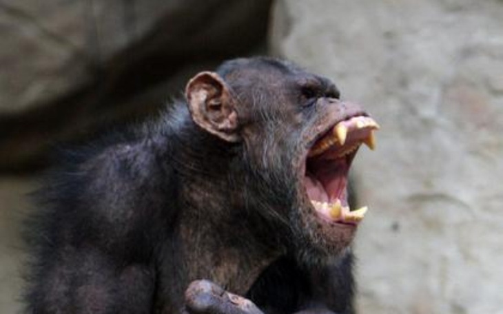 Zbiórka zbiórka na małpkę - zdjęcie główne