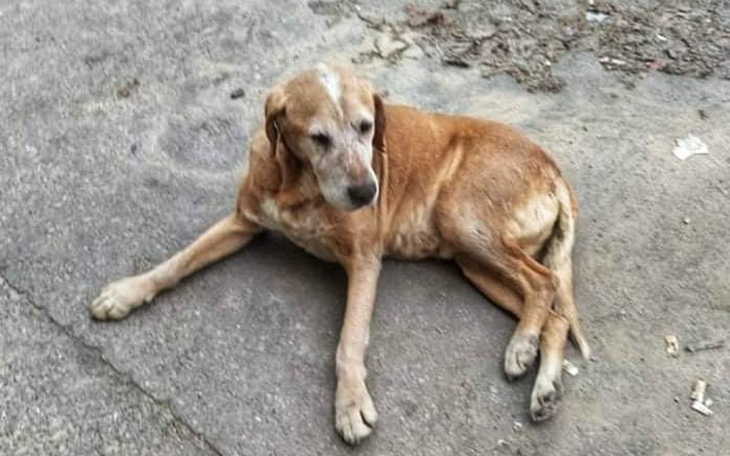 Stary pies leży na ziemi, wygląda na zmęczonego i spokojnego.