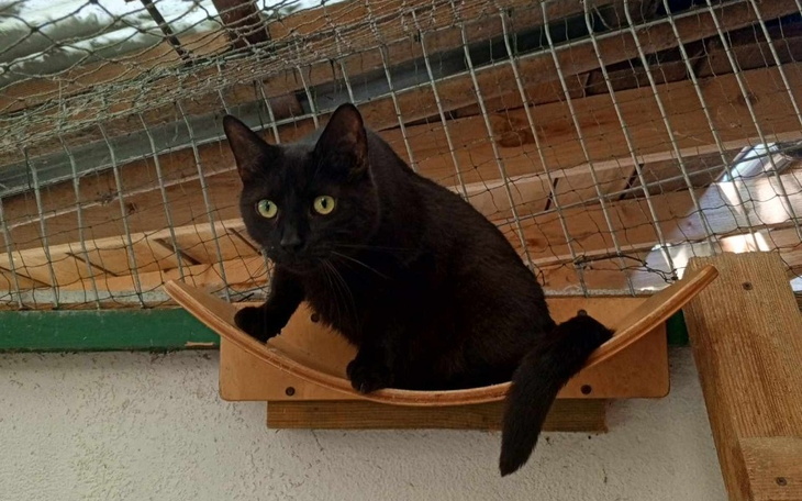 Czarny kot siedzący na drewnianej półce w kocim kąciku.