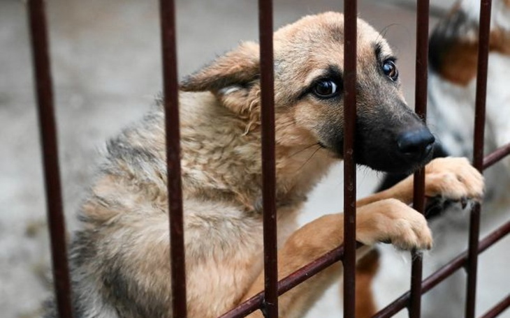 Zbiórka Zbieram na karme dla schroniska - zdjęcie główne