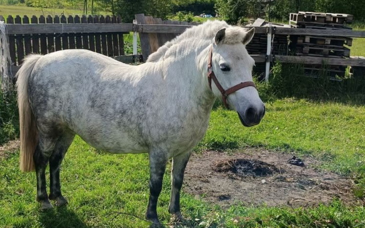 Mały biały koń na zielonej łące.