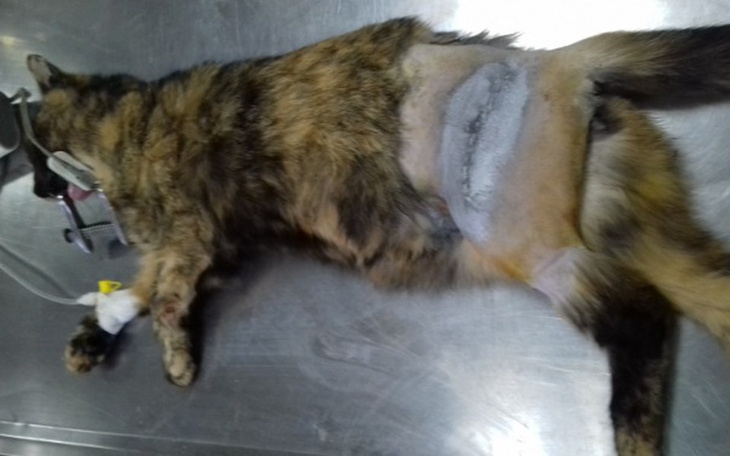 Zbiórka Amputacja czy operujemy? - zdjęcie główne