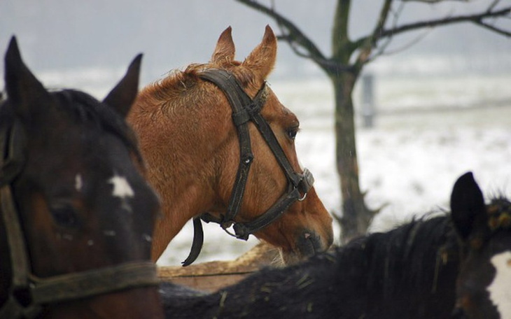 Zbiórka NIE dla Skaryszewa! - zdjęcie główne