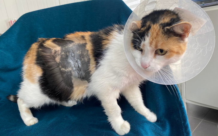 Zbiórka Cierpiąca koteczka - zdjęcie główne