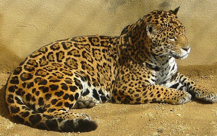 Jaguara odpoczywającego na ziemi w zoo.