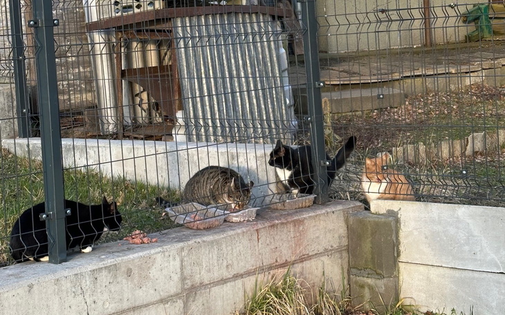 Grupa kotów przy jedzeniu, w otoczeniu ogrodzenia.