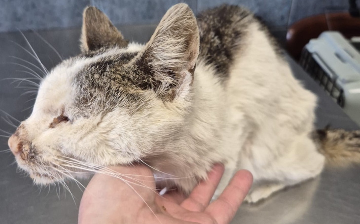 Kot leżący na stole, z widoczną delikatną sierścią.