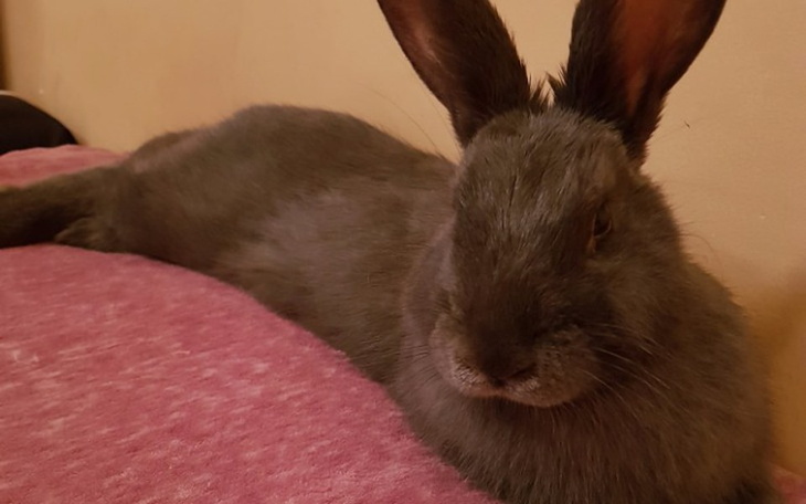 Zbiórka Zdrowa nożka dla króliczka - zdjęcie główne