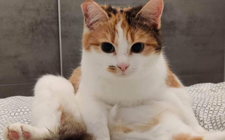 Zbiórka Aura walczy o życie - zdjęcie główne