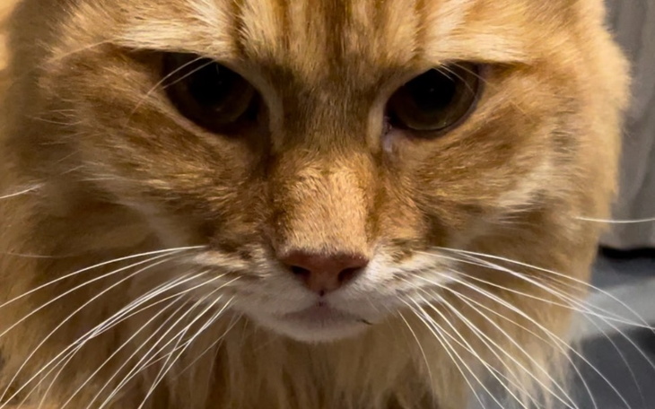 Zbiórka Zefirek walczy o życie - zdjęcie główne