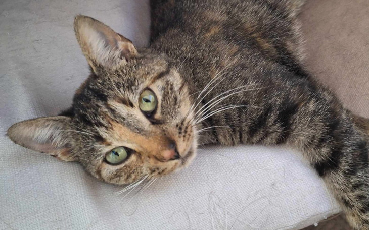 Zbiórka Badanie serca Lusi z lasu - zdjęcie główne