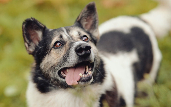 Zbiórka Wirtualna miseczka grudzień 2021 - zdjęcie główne