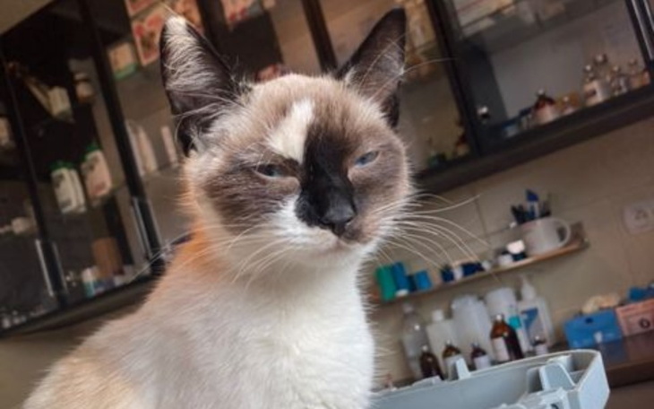 Zbiórka Panleukopenia zaatakowała - zdjęcie główne