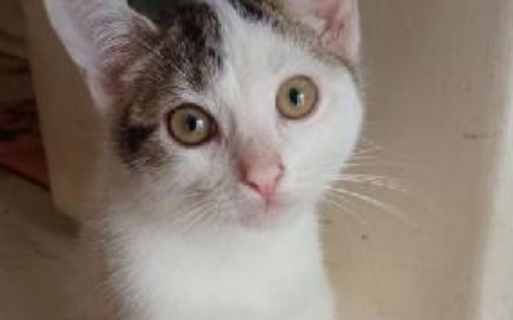 Zbiórka Pomoc dla kotków potrzebna. - zdjęcie główne