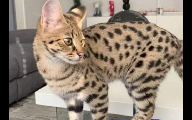 Zbiórka Transport kotów z Kijowa - zdjęcie główne