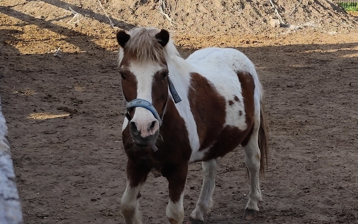 Kuc z białą i brązową sierścią na ujeżdżalni.